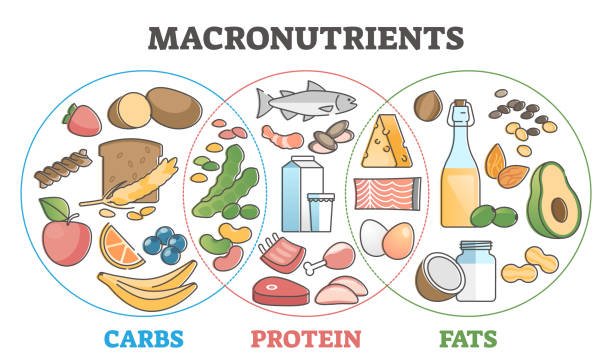 Tracking Macros: A Guide to Gaining Lean Muscle and Losing Body Fat ...